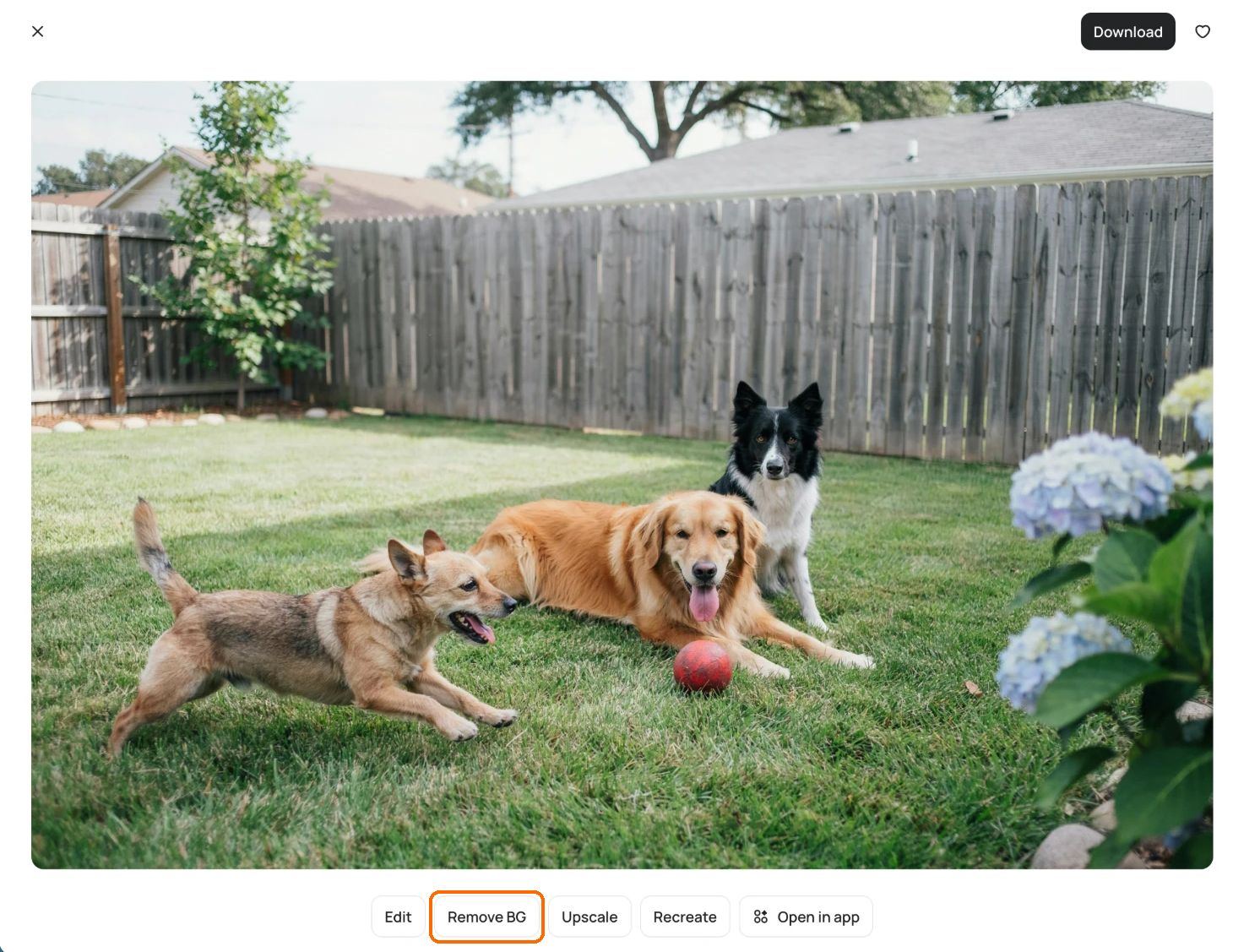 Open image of three dogs on a lawn with the Remove BG button highlighted in the row of Edit, Remove BG, Upscale, Recreate and Open in app