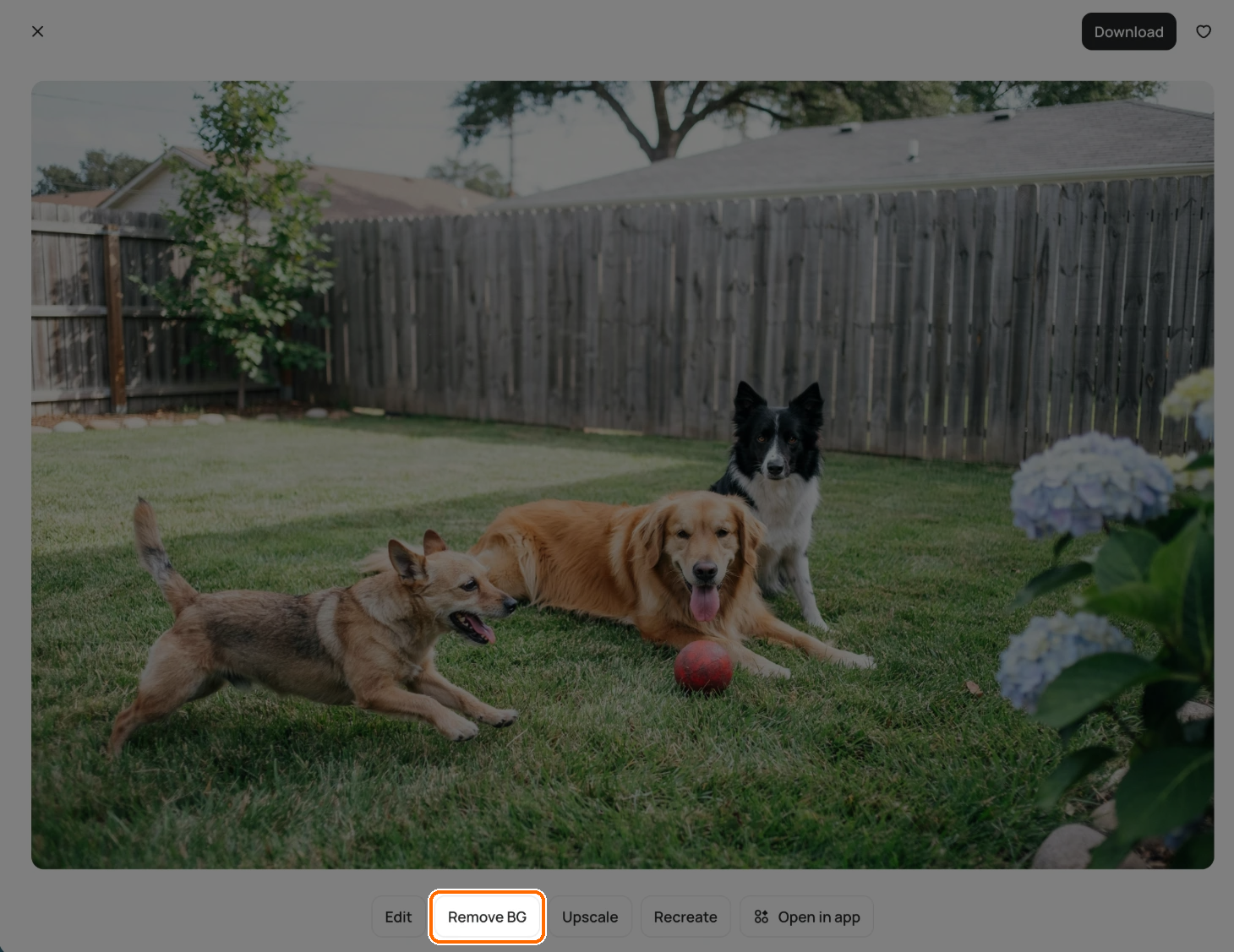 Open image of three dogs on a lawn with the Remove BG button highlighted in the row of Edit, Remove BG, Upscale, Recreate and Open in app